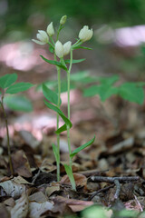 Weißes Waldvöglein, Cephalanthera damasonium, Bleiche Waldvöglein