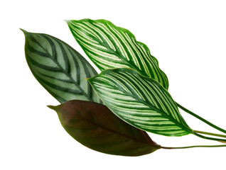 Calathea Vittata and Calathea setosa leaves, Green leaves, Tropical foliage isolated on white background, with clipping path