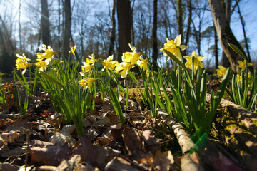 yellow daffodil in forest