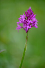 Pyramiden-Hundswurz, Anacamptis pyramidalis, auch Pyramidenorchis, Spitzorchis, Kammstendel oder Pyramidenstendel genannt