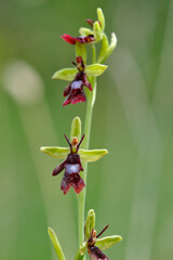 Fliegen-Ragwurz, Ophrys insectifera