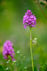 Pyramiden-Hundswurz, Anacamptis pyramidalis, auch Pyramidenorchis, Spitzorchis, Kammstendel oder Pyramidenstendel genannt
