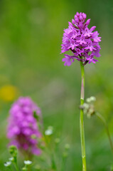 Pyramiden-Hundswurz, Anacamptis pyramidalis, auch Pyramidenorchis, Spitzorchis, Kammstendel oder Pyramidenstendel genannt