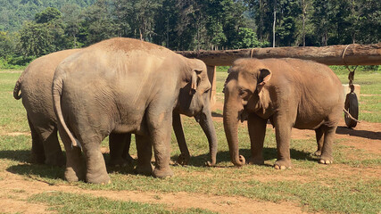 female asian elephants outdoors