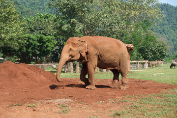 female asian elephant outdoors
