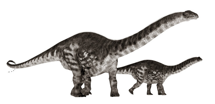 Dinosaurier Apatosaurus, Freisteller