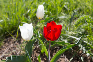 Wild white and red tulips in green grass in spring steppe in Kalmykia