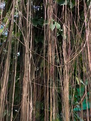 close up of wild tree