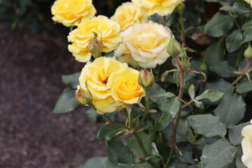 Summer Flowers in Brisbane Botanical Gardens
