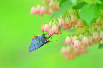 サラサドウダンの花蜜を吸うアオバセセリ