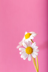 Fresh chamomiles front of the pink background. Background and texture.