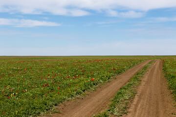 Steppe dirt road through a field of blooming wild tulips in Kalmykia