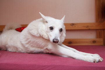 White West Siberian Laika. Funny dog meme lies on the bed and smiles.