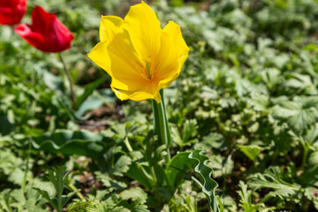 Fototapeta premium A full-blown yellow wild tulip growing in green grass. Kalmykia