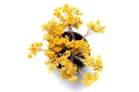 Dry flowers of immortelle in a cup on a white background. Helichrysum arenarium or dwarf everlast. View from above.