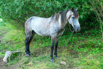 Grey domestic mare standing on the green side