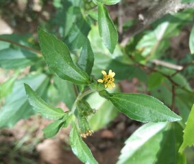 Eclipta prostrata or false daizy