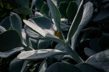 Succulents