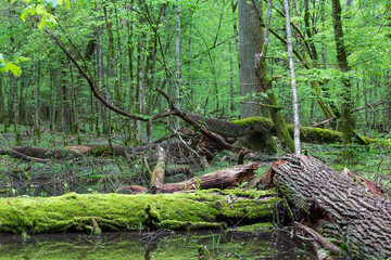 Fototapeta premium Moss wraped oak trees lying in water