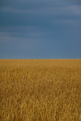 Yellow wheat field in the countryside. Harvest.