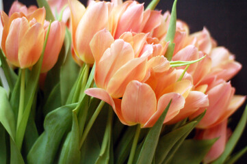 A bouquet of peach-colored tulips. Background from tulips