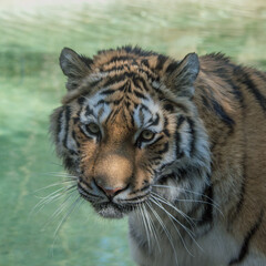 Detail of the muzzle of a large Siberian tiger