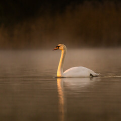 swan on the lake