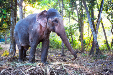 Fototapeta na wymiar Indian elephant in the jungle on a chain - entertainment for tourists, hard work on the farm, riding, excursions. Elephant in the forest in the sun through the trees.