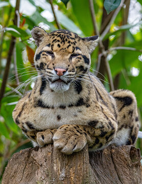 Portrait of Clouded Leopard