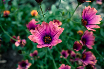 Daisies in the garden
