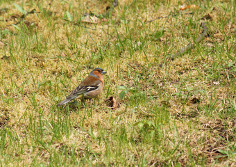 
one bird in a meadow in the grass