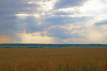 Yellow wheat field in the countryside. Harvest.