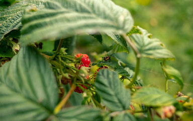 Raspberry plant
