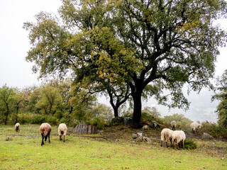 flock of sheep in the field, Sierra de Grazalema, Cadiz