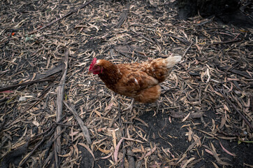 chicken on the farm
