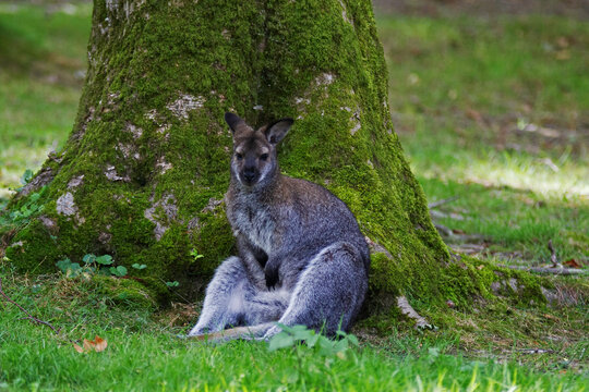 Wallaby assis