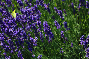 Fragrant blooming lavender on a sunny summer day.