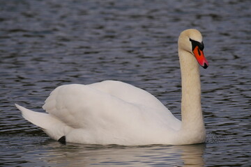 mute swan cygnus olor