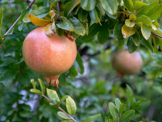pomegranate on tree