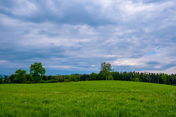 Meadow landscape with cloudy sky
