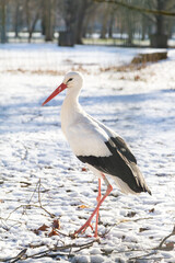 Une cigogne au parc de la Pépinière de Nancy, sous la neige de l'hiver