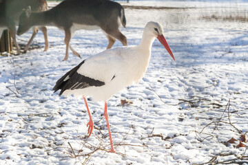 Une cigogne au parc de la Pépinière de Nancy, sous la neige de l'hiver