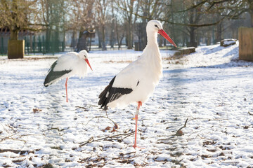 Une cigogne au parc de la Pépinière de Nancy, sous la neige de l'hiver