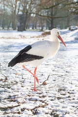 Une cigogne au parc de la Pépinière de Nancy, sous la neige de l'hiver