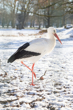 Une cigogne au parc de la P&eacute;pini&egrave;re de Nancy, sous la neige de l'hiver