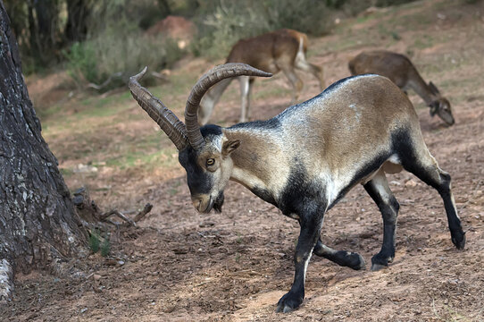Cabra montes 