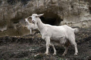goat grazing with a herd against the background of the ruins of the ancient cave city-fortress Chufut-Kale, Crimea