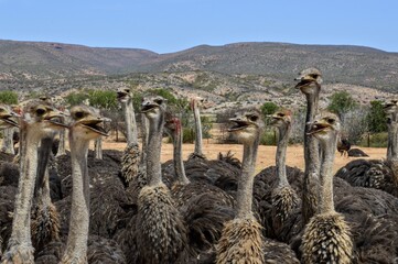 ostriches