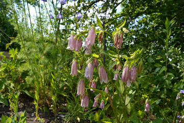Spotted bellflower with pink flowers grow in rural garden in summer. Campanula punctata.