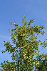 Branches of apple tree with apples on the background of blue sky